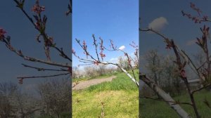 17 апреля. Обзор сада. Виноград, персики