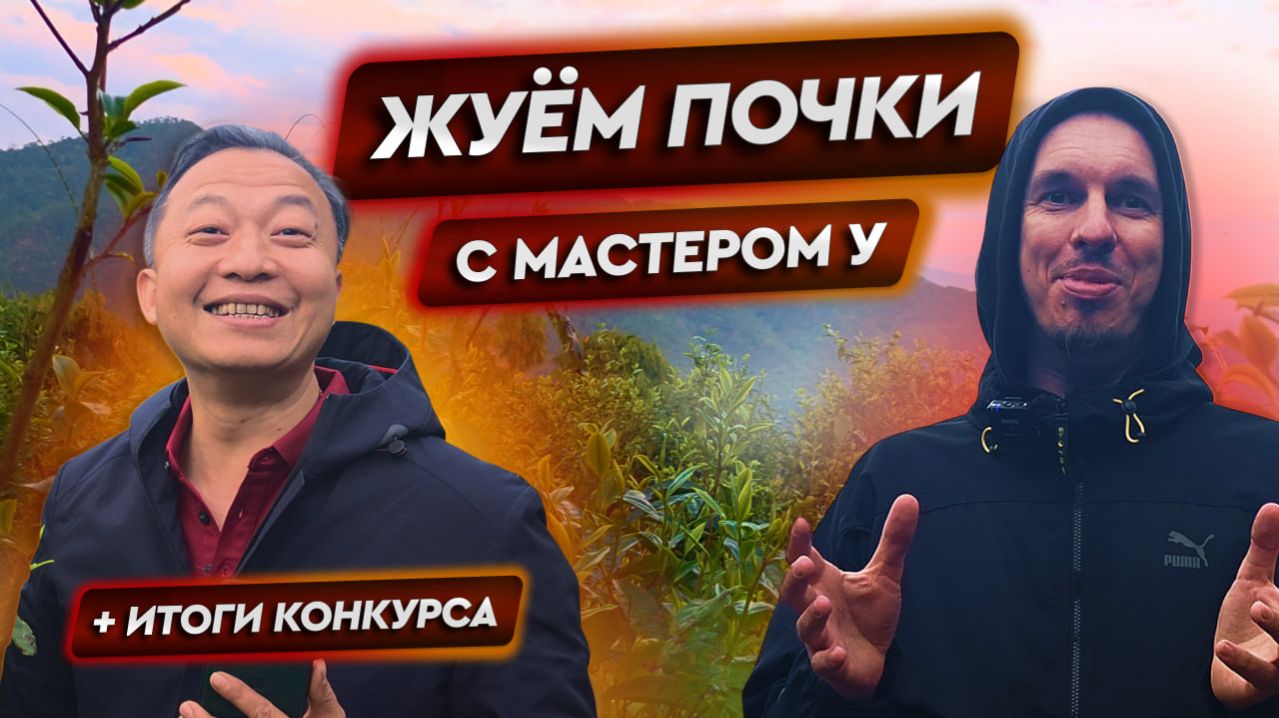 Чайный сад на горе Да Сюэ Шань | Старые чайные деревья деревни Бандун