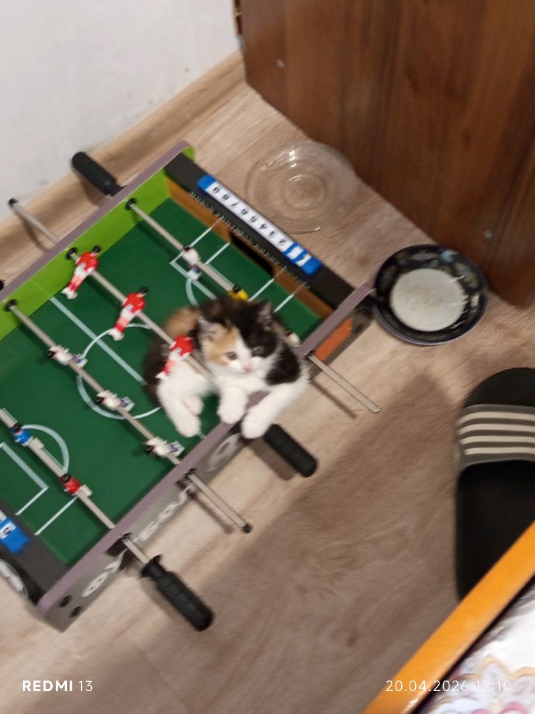 сидит один король здесь Королева точнее это же девочка она а не он