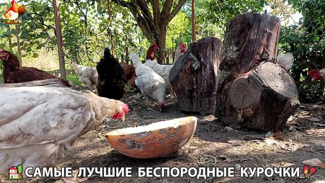 Забавные курочки несушки на сельском подворье 🤗😂😜 (137)