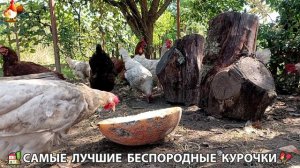 Забавные курочки несушки на сельском подворье 🤗😂😜 (137)
