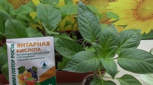 Янтарная кислота для рассады: как применять, чтобы сеянцы были крепкими и коренастыми