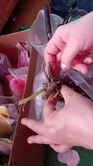 20.04.2026г . Делю клубни георгин из новой коллекции