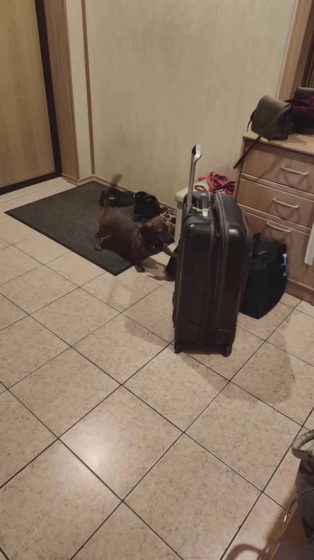 Кто виноват, что мамы и папы долго не было дома? Конечно чемоданы🧳