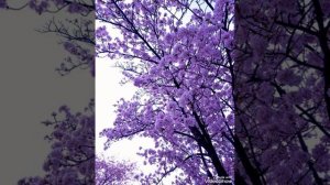 Selerkna СНИПЕТ УЖАС БАБАЙКА