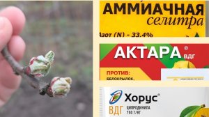 Первая подкормка яблони и груши весной. Обработка от болезней и вредителей