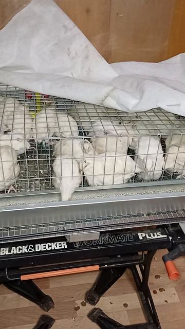 день 2 знакомство с перепёлками продолжается.