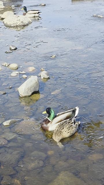 Утки на Онежском озере в апреле.