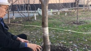 Секрет для муравьёв действует на 100% опыт 8 лет борьбы - на стволы деревьев