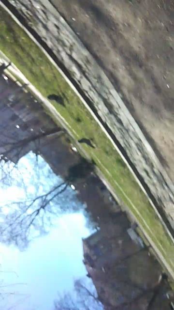 VID_20260420_131809.mp4