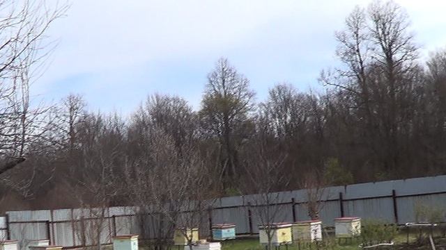 Клён зацвёл 001