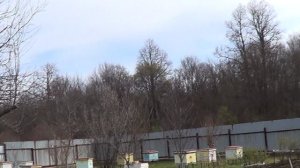 Клён зацвёл