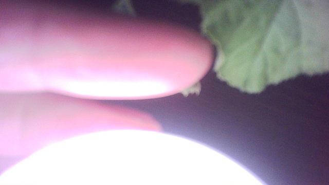 Обзор рассады кабачков сорта 