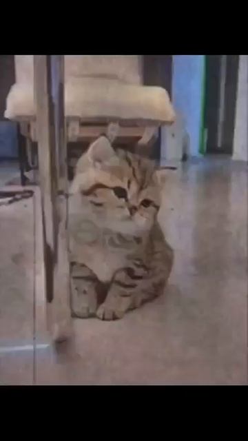 Клип @meowtaverse