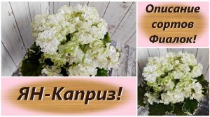Описание сортов Фиалок! ЯН-Каприз!
