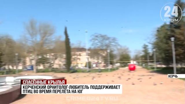 Любоваться и помогать. Как в Керчи заботятся о диких птицах?