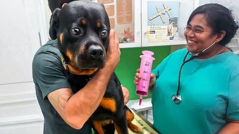 ЗАБАВНАЯ РЕАКЦИЯ ПИТОМЦЕВ НА ПОХОД К ВЕТЕРИНАРУ И ГРУМЕРУ