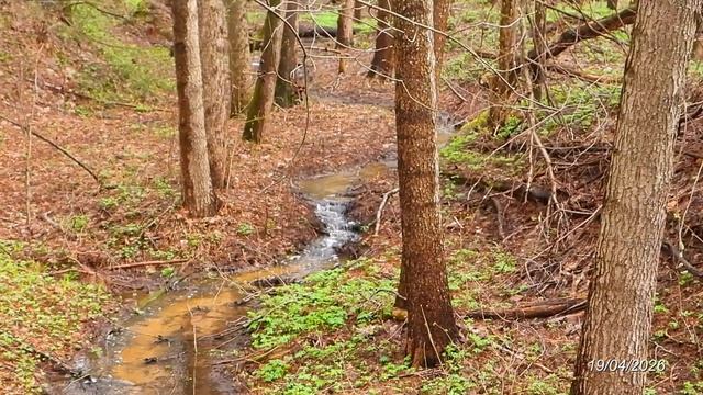 2026/4/19: У перехода над Зафокским ручьём на тропе в недорытый в 80-е карьер в зоне отдыха 