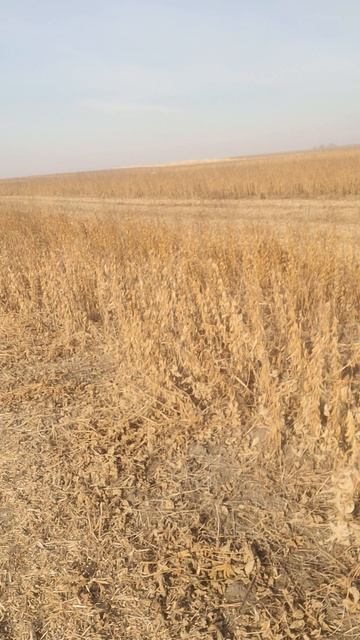 Уборка сои.