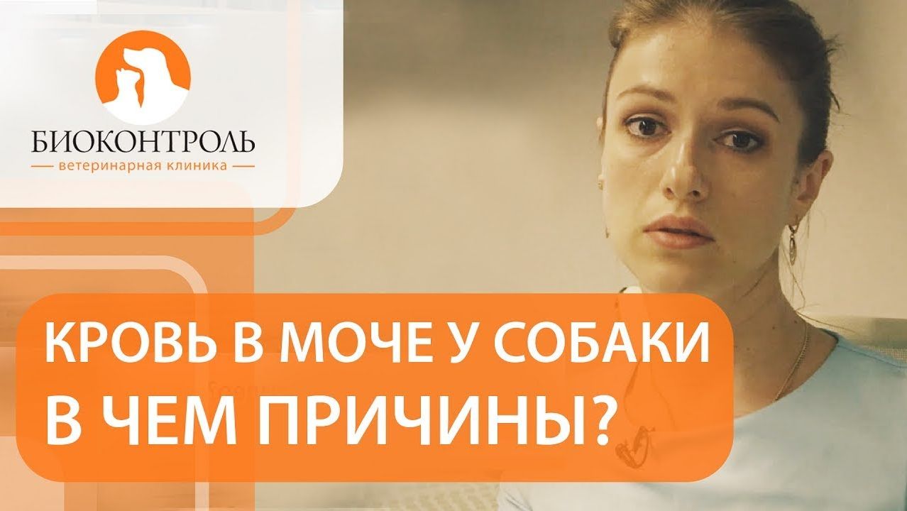 Что делать, если заметили у собаки кровь в моче. Кровь в моче у собаки. Биоконтроль. 12+