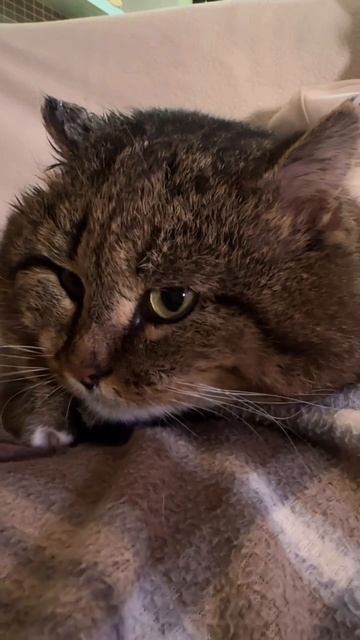 А ваши кошки лежат у вас на коленях?