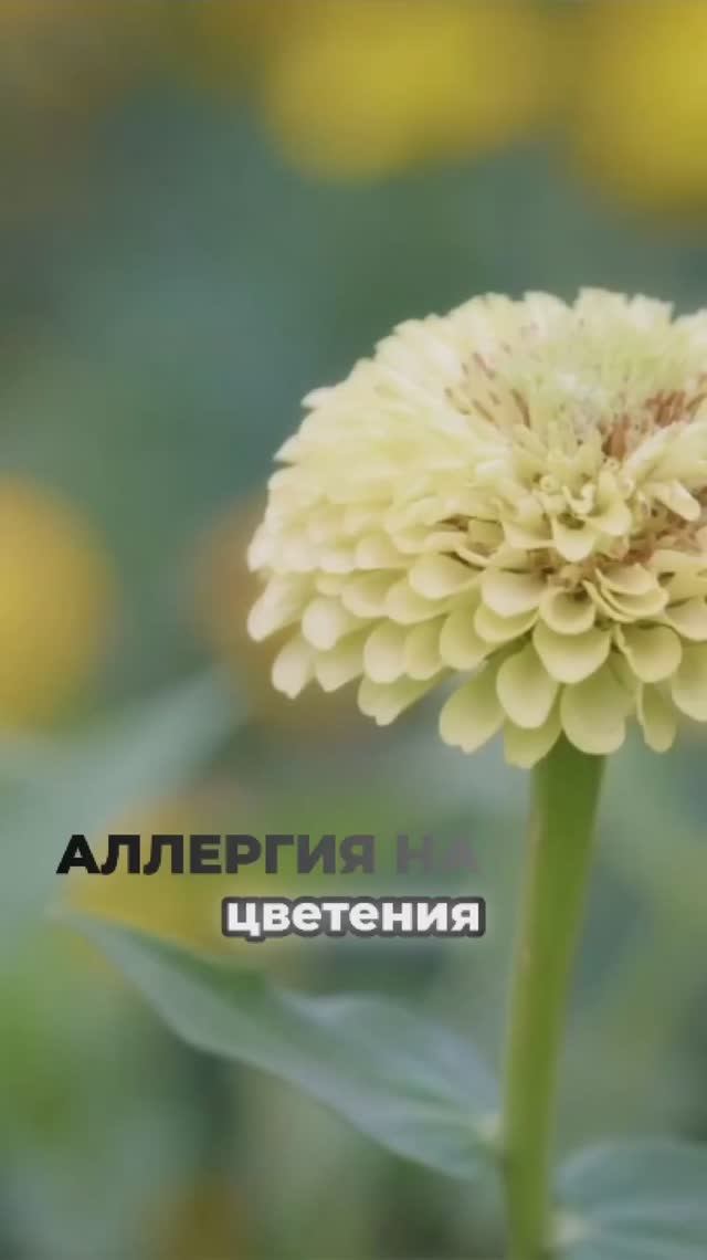 Аллергия на цветения🌸