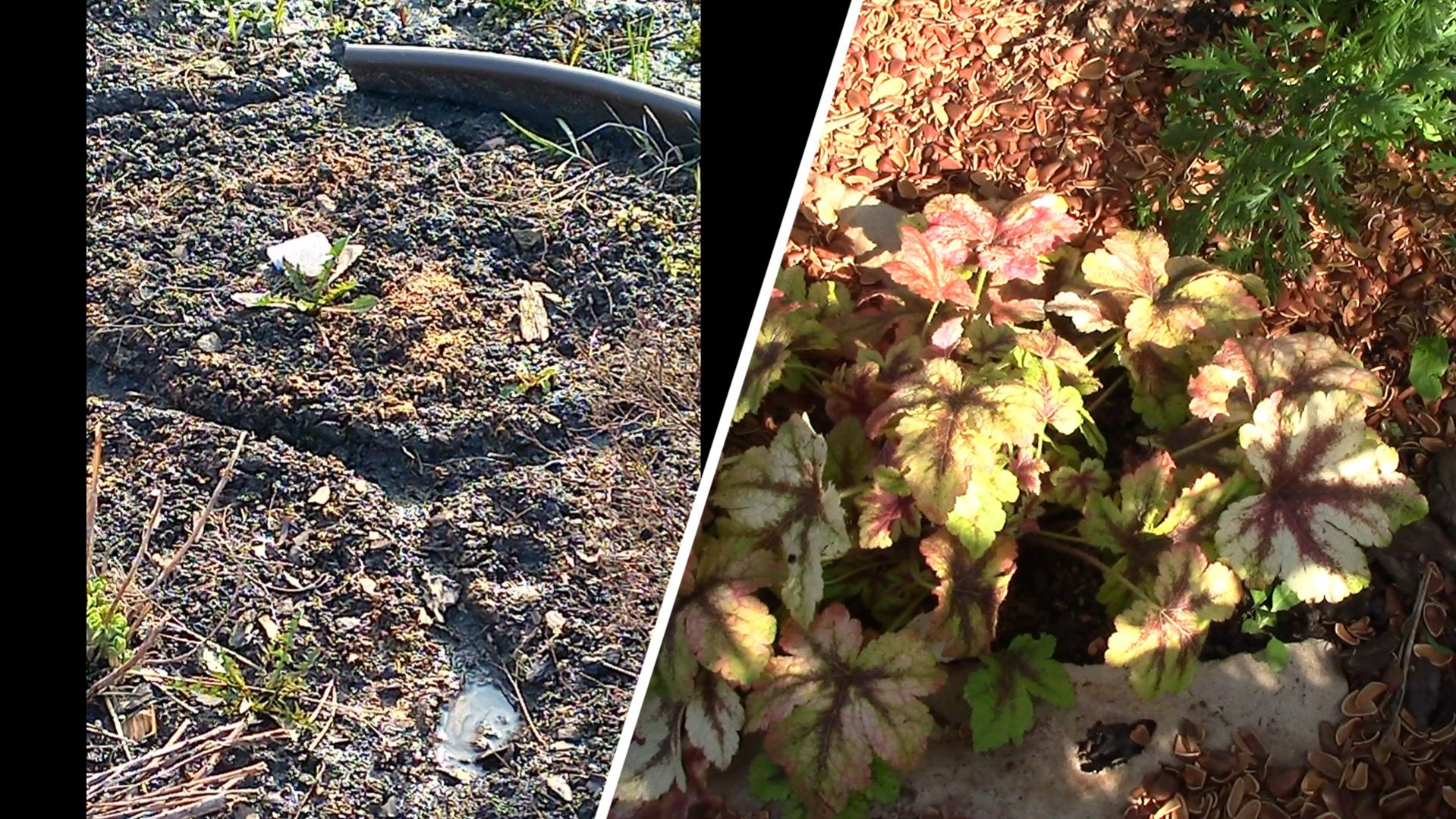 Эффектная и выносливая ГЕЙХЕРЕЛЛА.   КРОТЫ водоплавающие