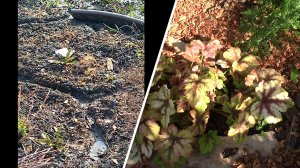 Эффектная и выносливая ГЕЙХЕРЕЛЛА.   КРОТЫ водоплавающие