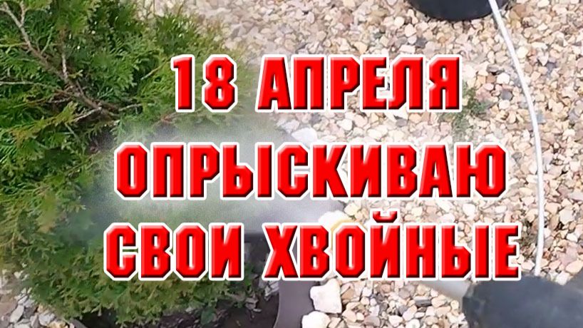 18 апреля. Опрыскиваю свои хвойные