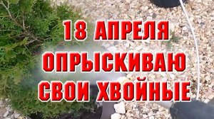 18 апреля. Опрыскиваю свои хвойные
