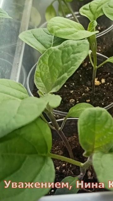 Как часто подкармливать рассаду #рассада #огород #подкормка #выращивание #shorts