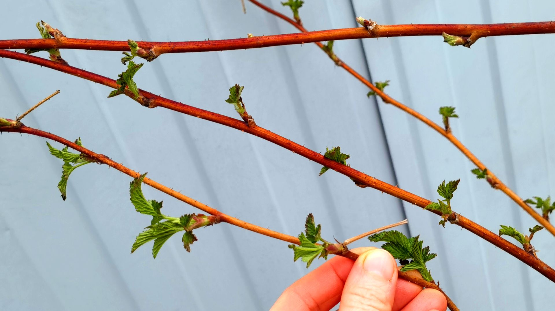 Малина завалит урожаем: первая важная подкормка малины весной для большого урожая