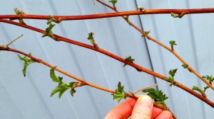 Малина завалит урожаем: первая важная подкормка малины весной для большого урожая