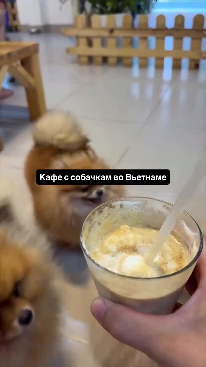 Кафе с собачками в Дананге.