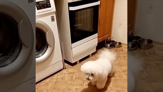 Бишон Фризе
#Босс 
#Бишон