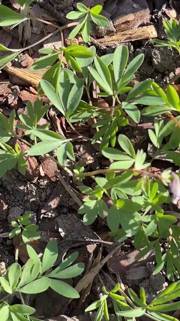 ХОХЛАТКА В САДУ