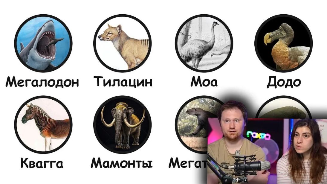 Вымершие животные, которые могли бы ещё жить _ РЕАКЦИЯ