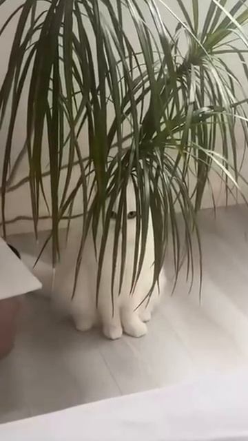 Коты - наблюдатели