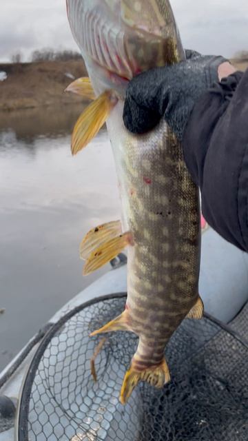 Весенняя рыбалка на спиннинг (малые реки России)