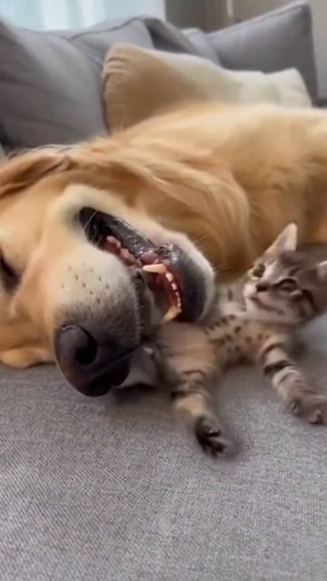 Видео от Йо видео и мемы