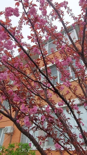 Сакура вовсю цветет