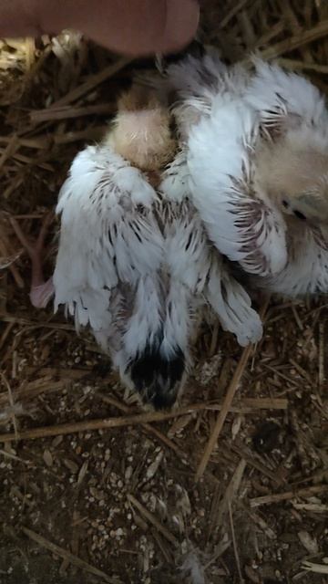 писклята шейки