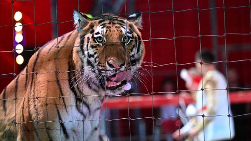 Выпрыгнувшая к зрителям в цирке в Ростове-на-Дону тигрица выбегала на улицу