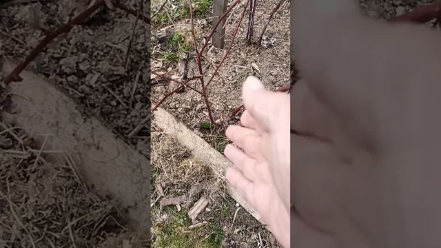 Малина Кумберленд, обрезала и подвязала