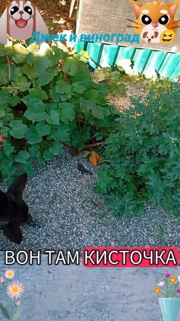 Джек и виноград🐶🐱😅