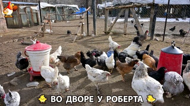 Содержание кур в домашних условиях и других птиц во дворе у Роберта 🐣🐤🦆🐔🪿🦃 (473)