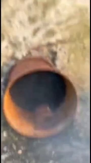 Cats Troll A Dog #ai #cats #aicat #cat #catcute #cutecat