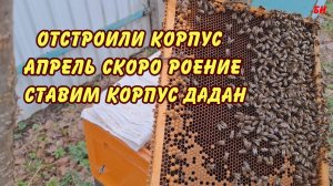 пчеловодство отстроили корпус, апрель,  скоро роение, ставим дадан
