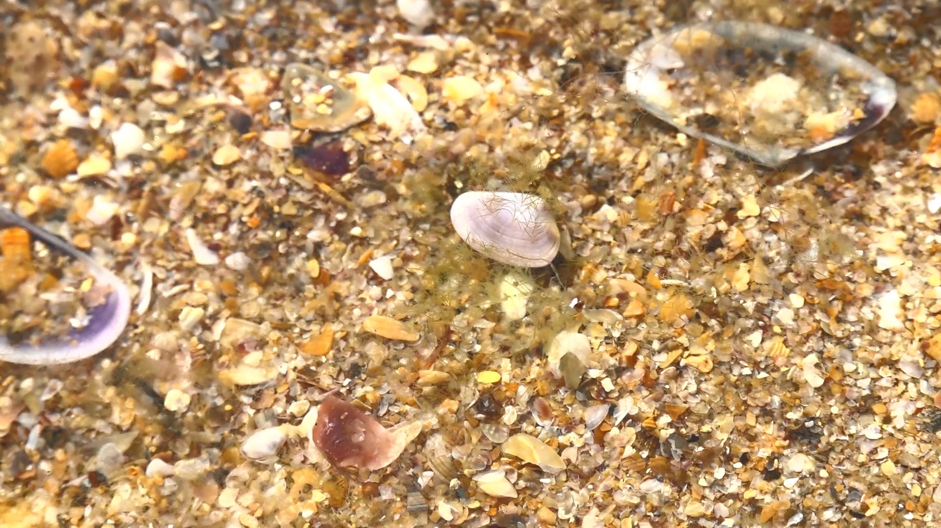 Восстановление экосистемы в Анапе после ЧС: ученые озвучили предварительные результаты исследований