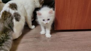 Большой котенок Винни не может поймать маленького котенка Микки.  koshki, kotyata, cats, kittens